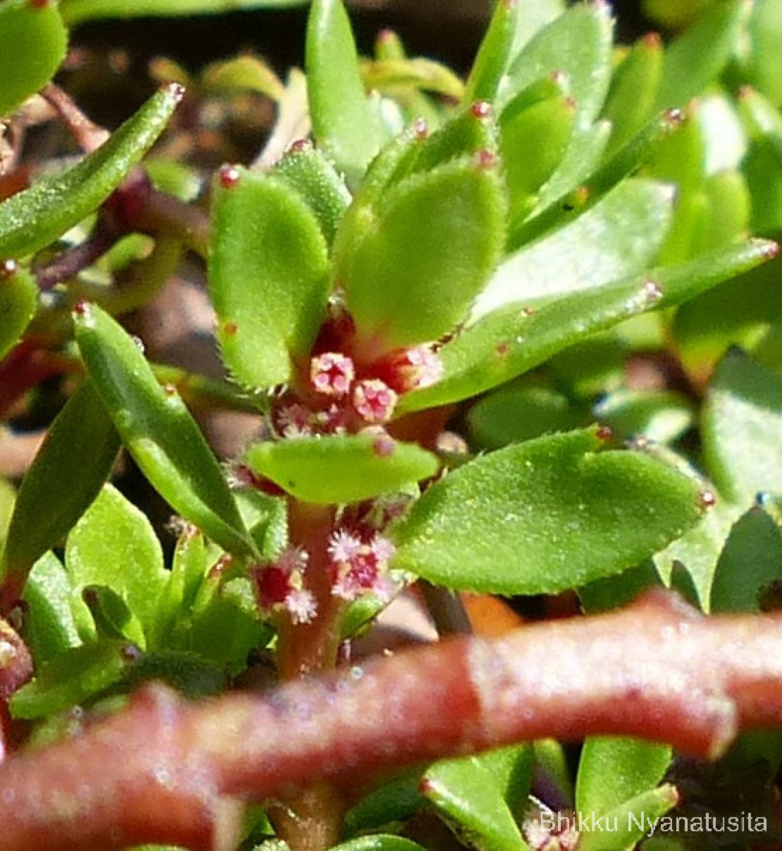 Laurembergia coccinea (Blume)